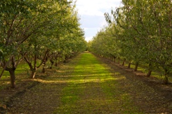 Cotta's Almond Orchard